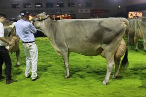 151128SC15 359_Abt  8 Rang 5  Castelli BS Jongleur CALANDA von GoldHill Genetics ENT